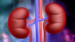 6 fakti par nierēm